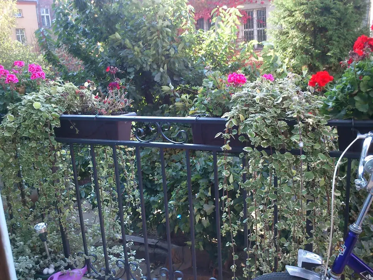 Balkon ozdobiony komarzycą z pelargoniami. Pnącza zwisają kaskadami, tworząc zieloną zasłonę.