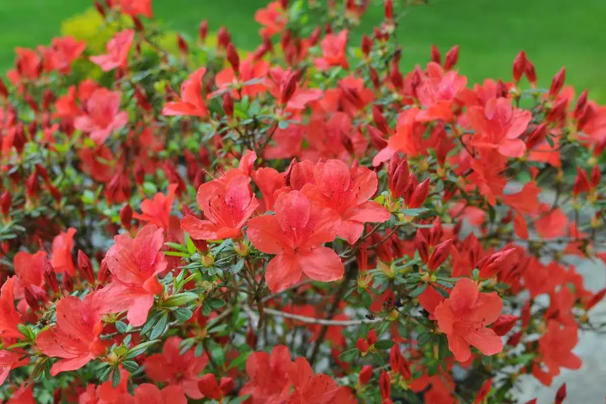 Un buisson d'azalée du Japon en pleine floraison, ses fleurs rouge vif contrastant avec le feuillage vert.
