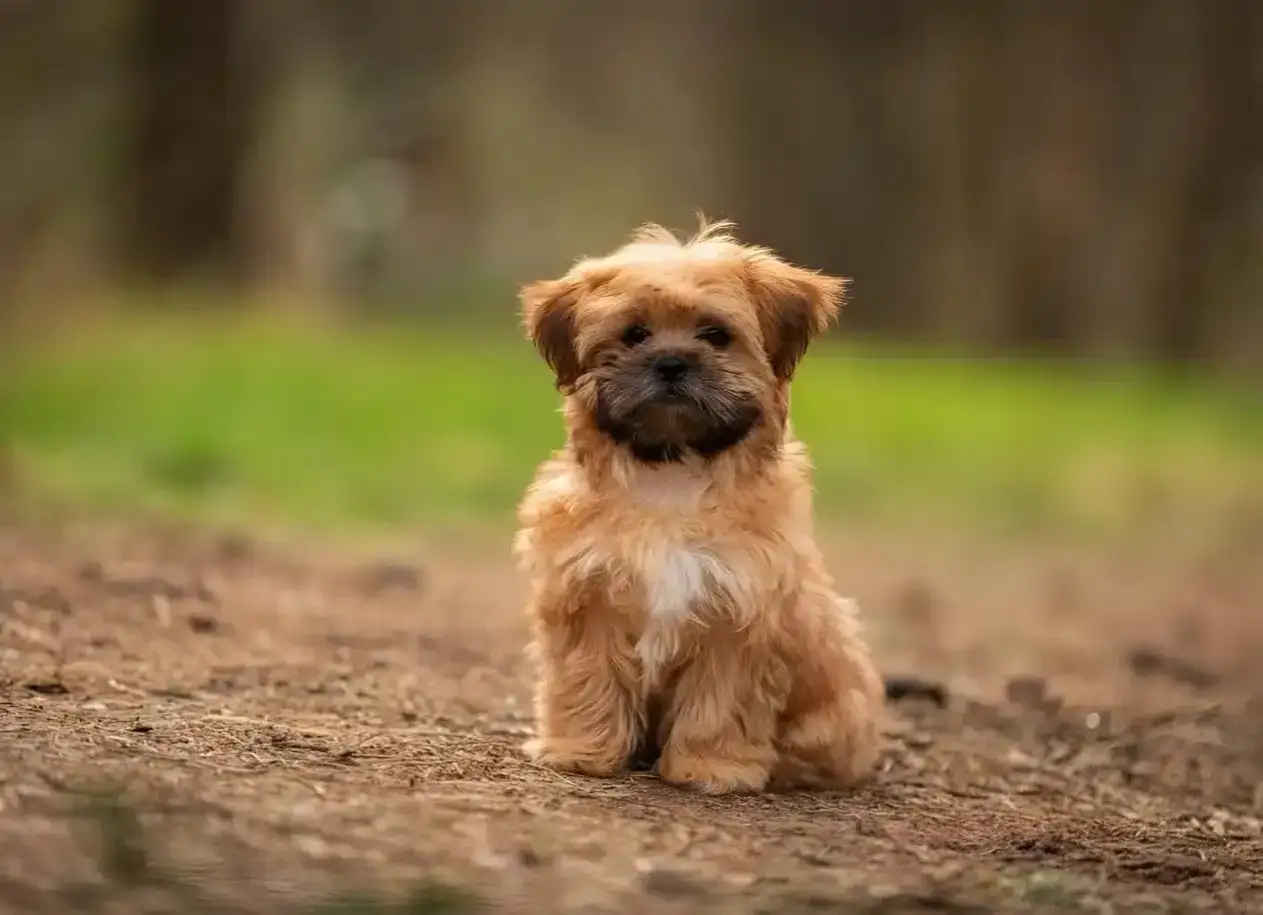 Uroczy mieszaniec shih tzu z yorkiem siedzi na leśnej ścieżce, z zaciekawieniem patrząc w obiektyw.