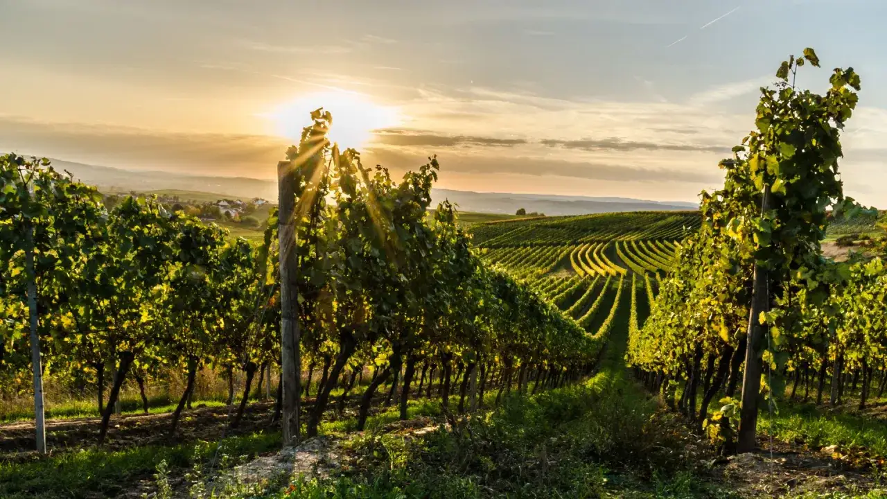 Sonnenuntergang &uuml;ber Weinbergen in Deutschland. Perfekt f&uuml;r eine Weinwanderung.