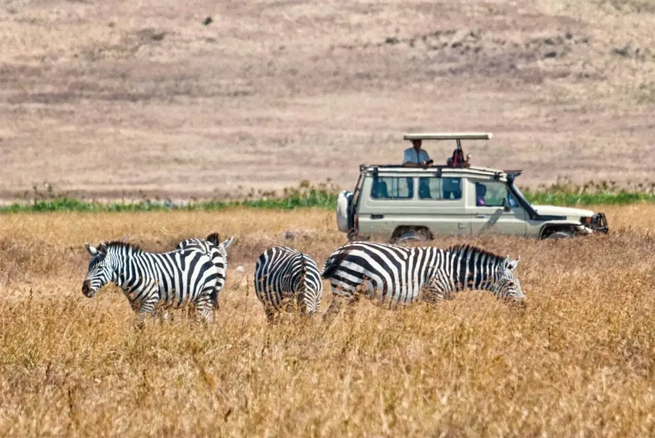 Niezapomniana wycieczka na safari. Zebr w trawie, a w tle samochód terenowy z turystami.