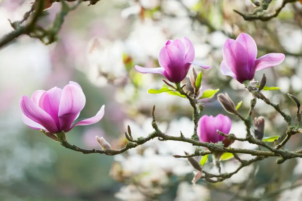 Piękne, różowe kwiaty magnolii rozkwitają na gałęziach. Wiosna w pełni, kiedy kwitnie magnolia.