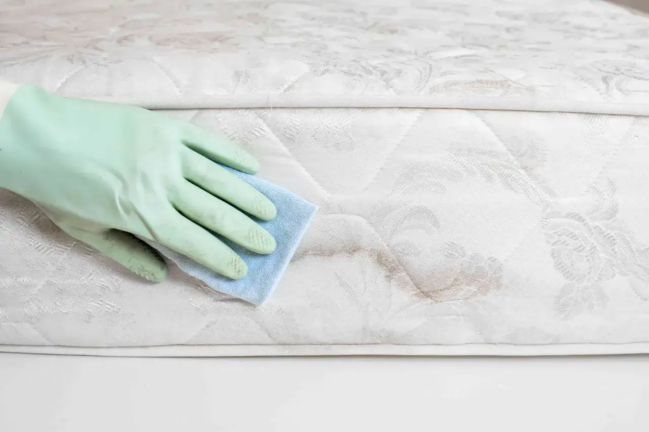A gloved hand wipes a stain on a mattress, trying to remove the mildew smell.