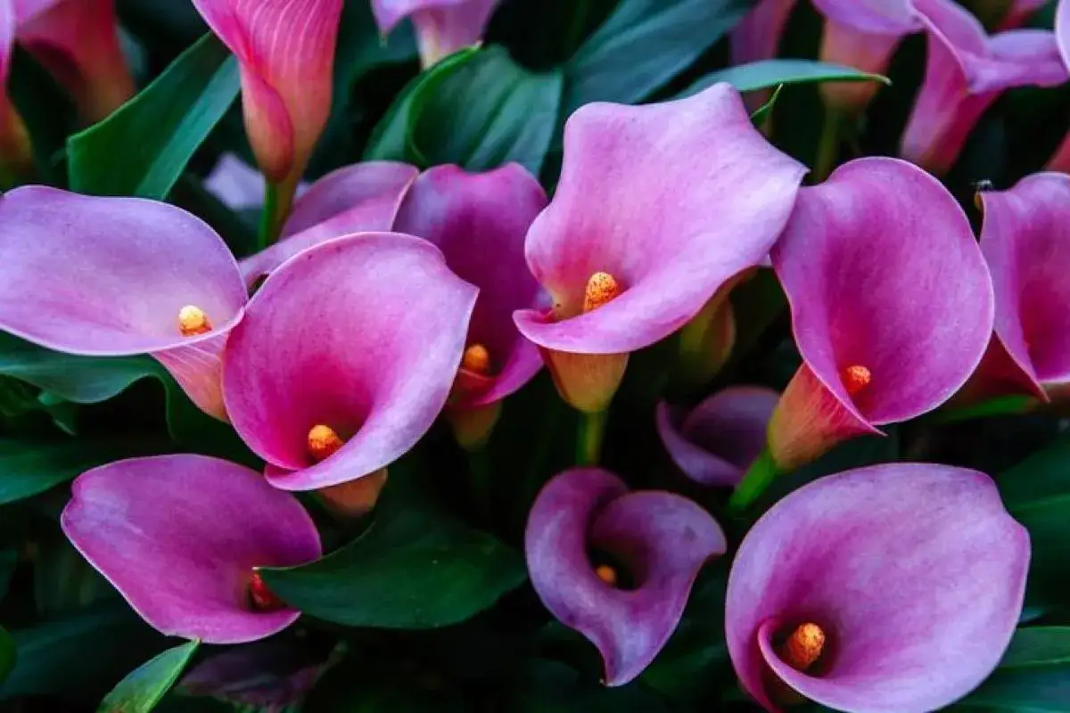 Un bouquet de calla porte-bonheur, aux teintes roses et violettes, &eacute;panouies dans un &eacute;crin de verdure.