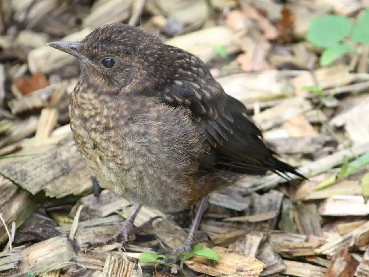 Ein neugieriger Dohle Jungvogel sitzt auf Holzsp&auml;nen und erkundet seine Umgebung.
