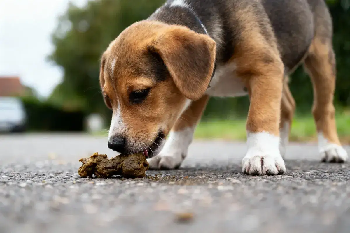Un chiot curieux explore le monde, découvrant pourquoi les chiens mangent du caca. Il renifle une crotte sur le trottoir.