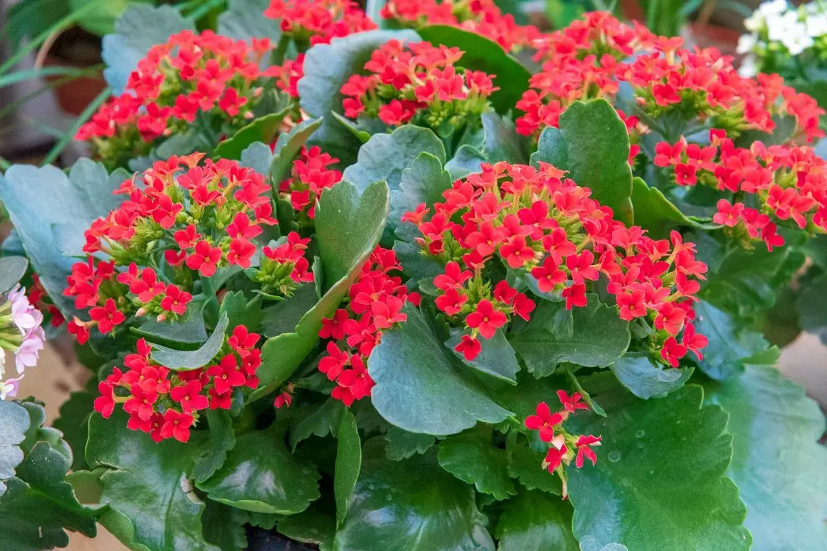 Un Kalanchoe blossfeldiana aux fleurs rouges éclatantes, ses feuilles charnues et vertes créent un contraste saisissant.