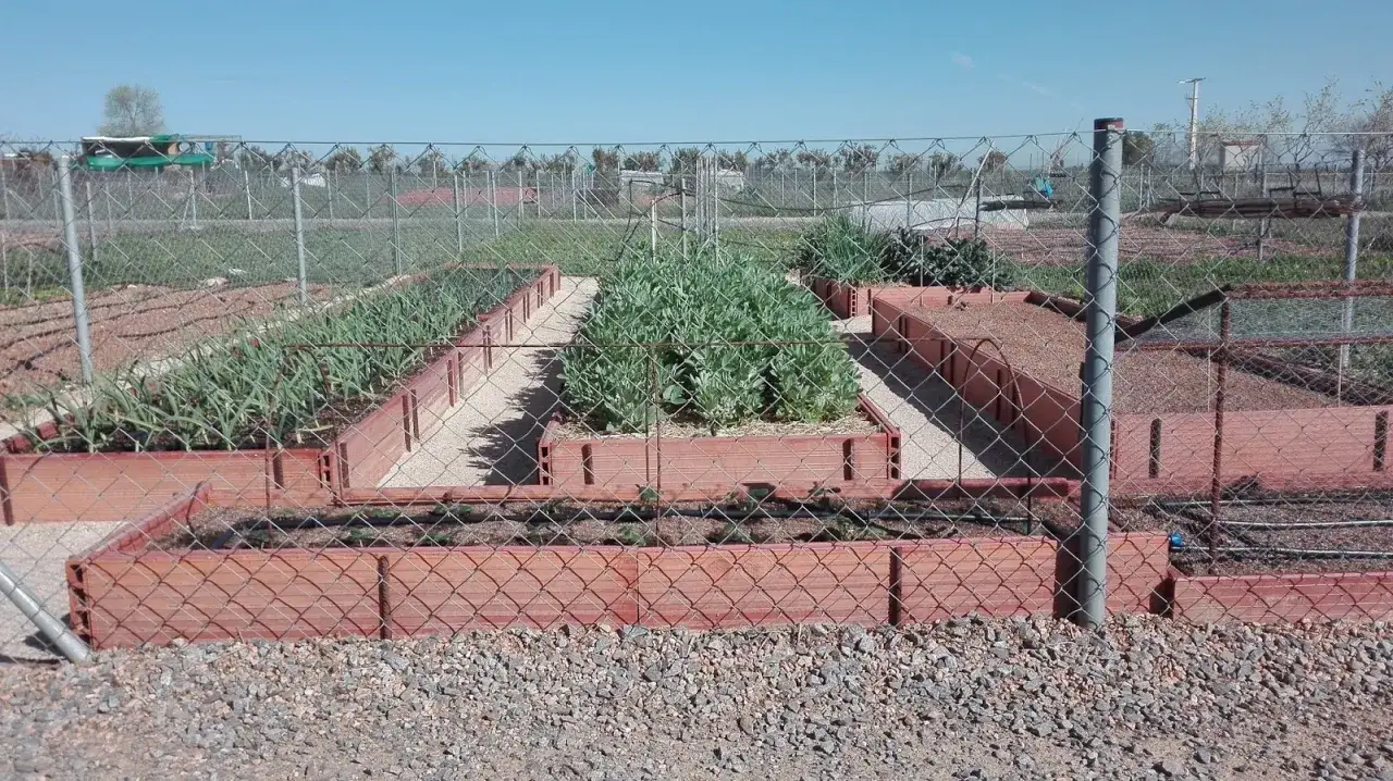 Huerto en bancales elevados con ajos y otras hortalizas. Guía para saber como hacer un huerto en el campo paso a paso.