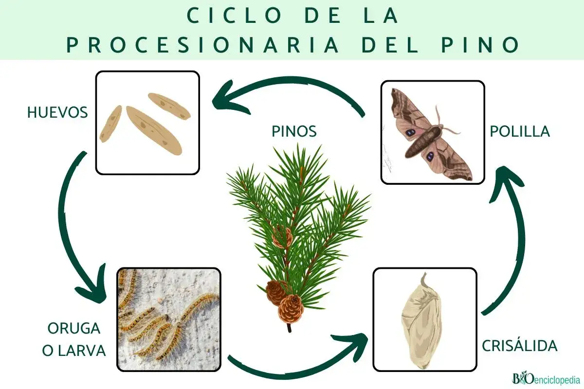 Ciclo de la procesionaria del pino: huevos, orugas, crisálida y polilla, que se reproduce en los pinos.