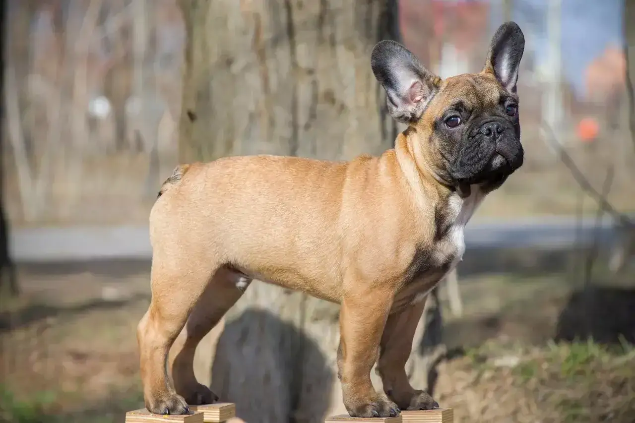 Młody buldog francuski, kt&oacute;ry docelowo powinien ważyć ok. 8-14 kg, stoi na drewnianych podestach na tle drzew.