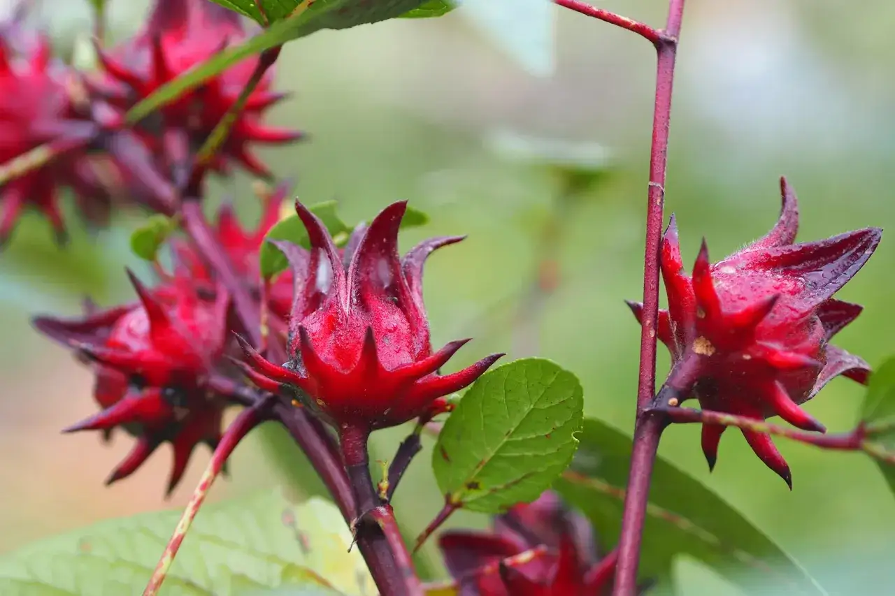 Czerwone kielichy hibiskusa, z których robi się orzeźwiającą herbatę. Pamiętaj o przeciwwskazaniach!