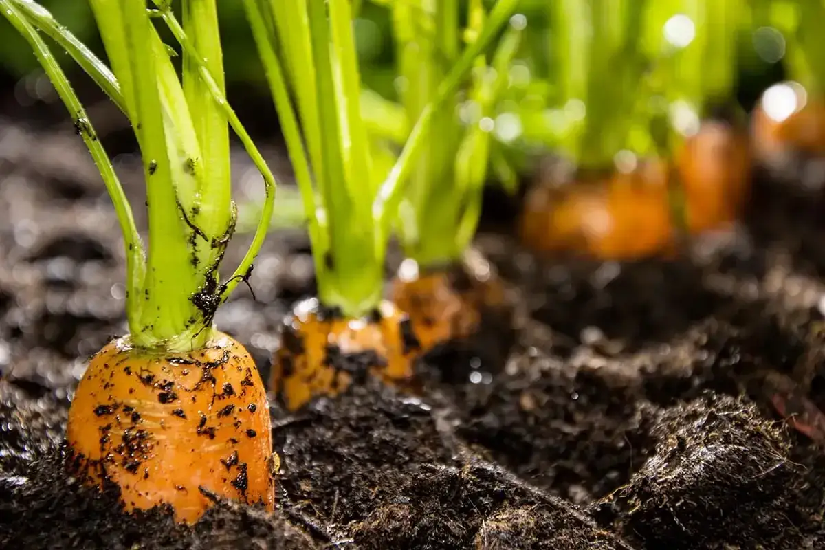 Carottes orange vif, encore dans la terre, annonçant la belle saison carotte.