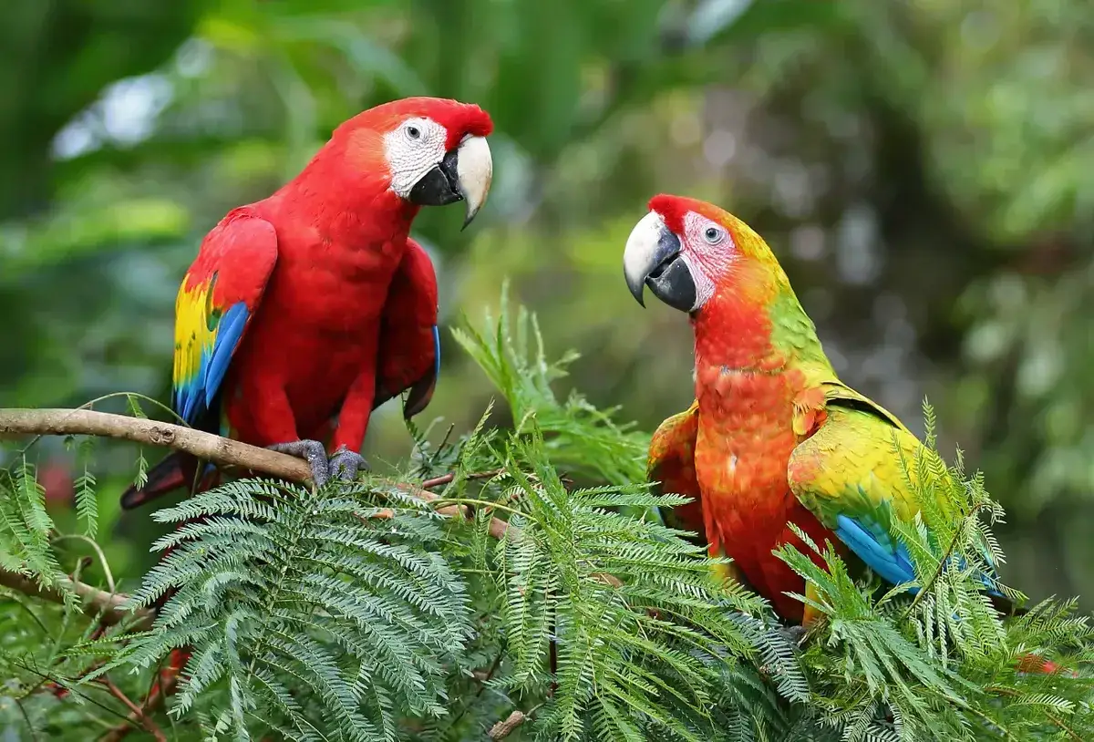 Zwei bunte Aras unterhalten sich auf einem Ast im Corcovado Nationalpark.