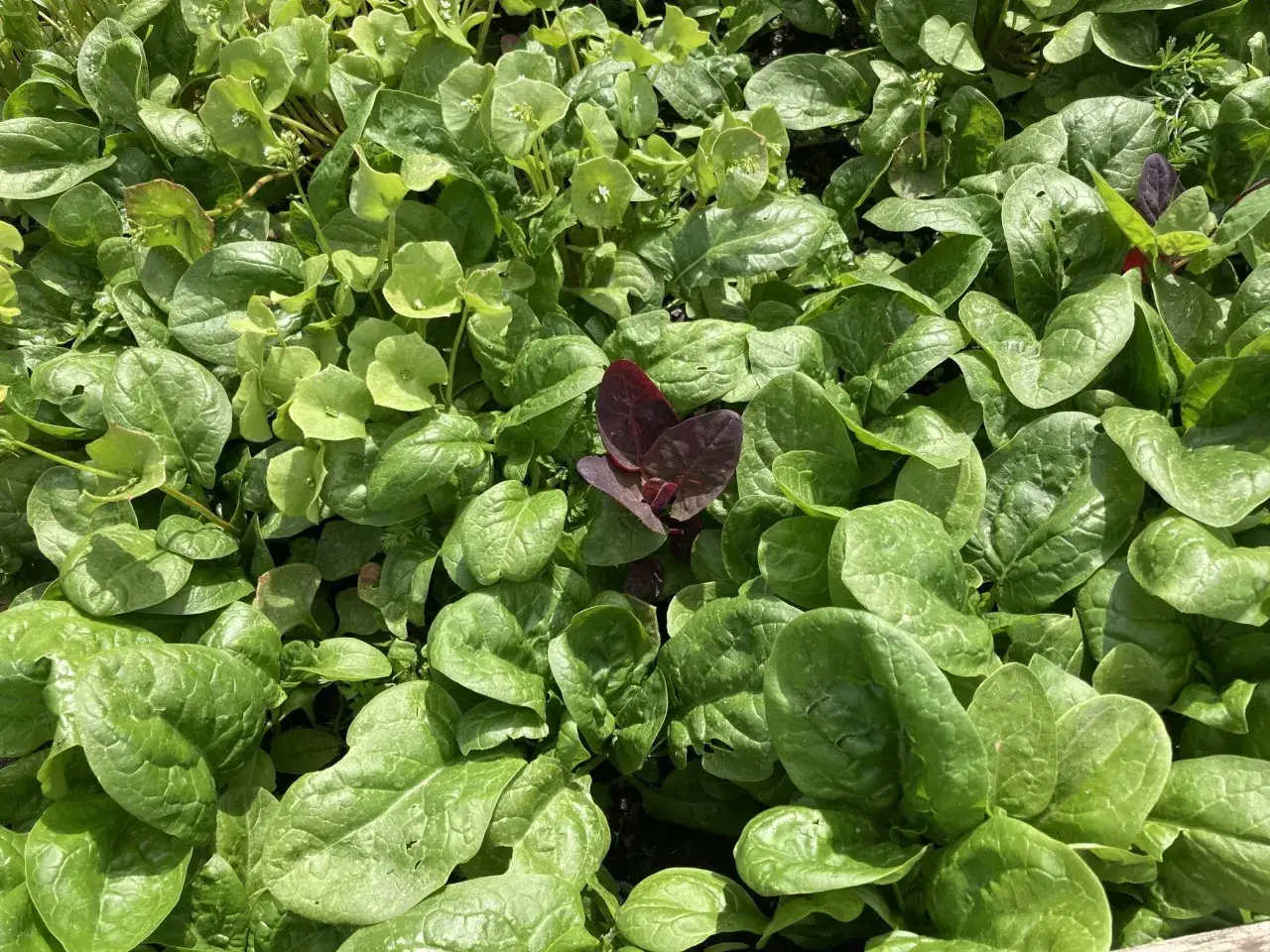 Frischer Feldsalat, ideal für ein gesundes Postelein-Rezept. Die grünen Blätter sind üppig und laden zum Ernten ein.