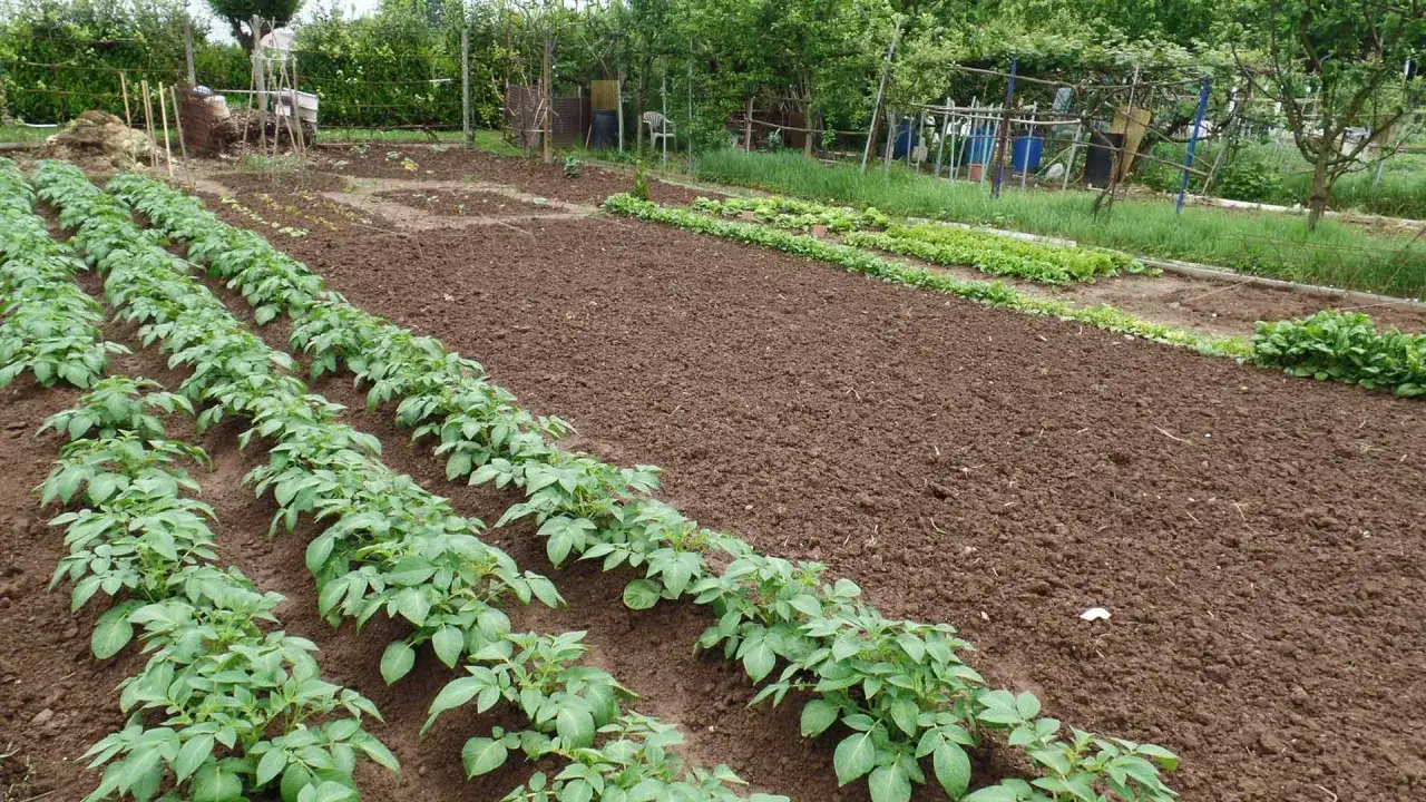 Filetti di patate appena piantate in un orto curato, con terra smossa e altre verdure in lontananza. Ideale per la semina patate luna calante o crescente.