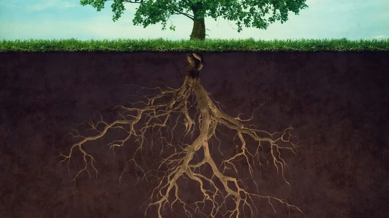 Alberi con radici verticali che si estendono nel terreno, simboleggiando forza e connessione.