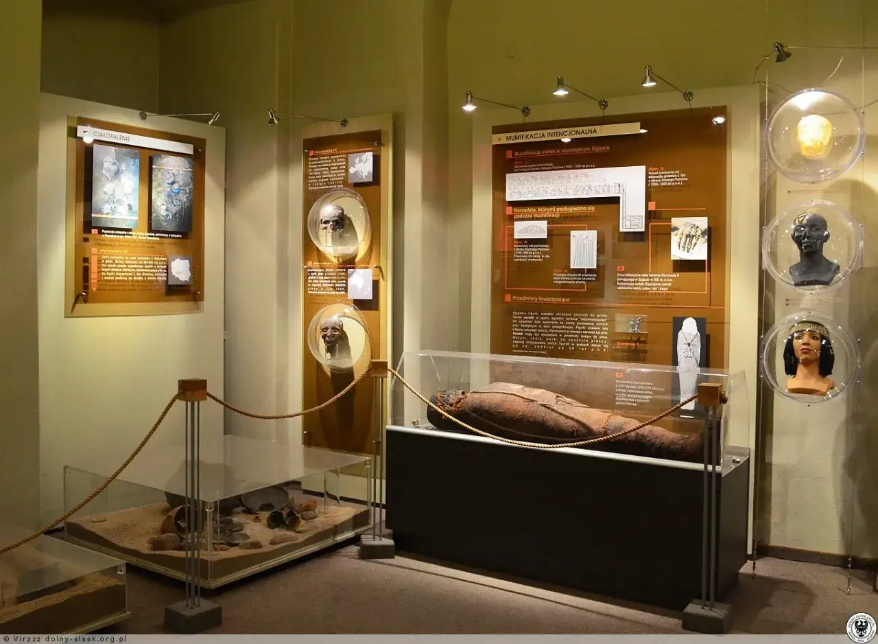 W muzeum człowieka we Wrocławiu zobaczysz mumię egipską, czaszki i artefakty.