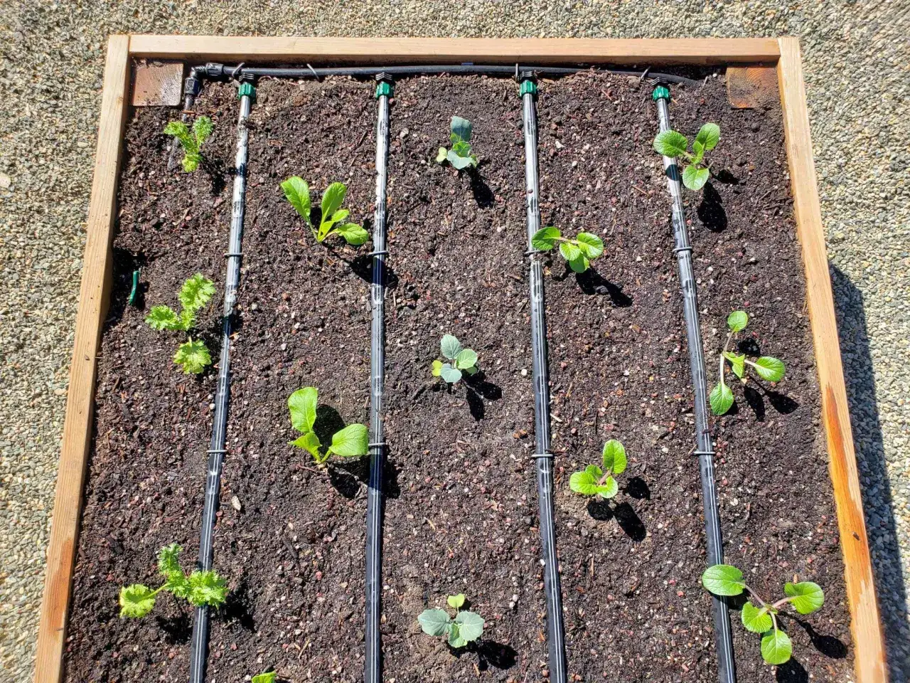 Jardín elevado con instalación de riego por goteo y jóvenes plantas de hortalizas.