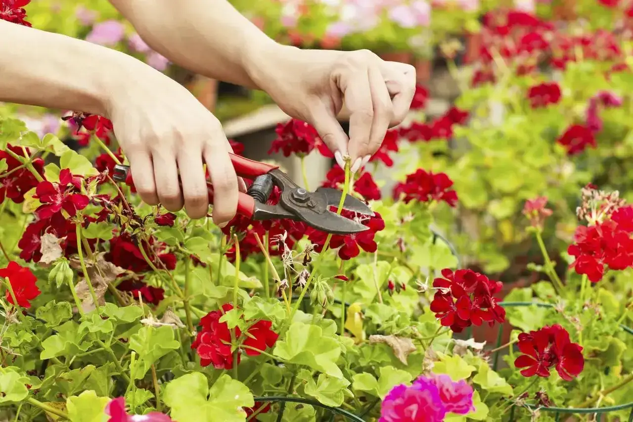 Ręce przycinają pelargonie, które mogą posłużyć do zrobienia nalewki z anginki.