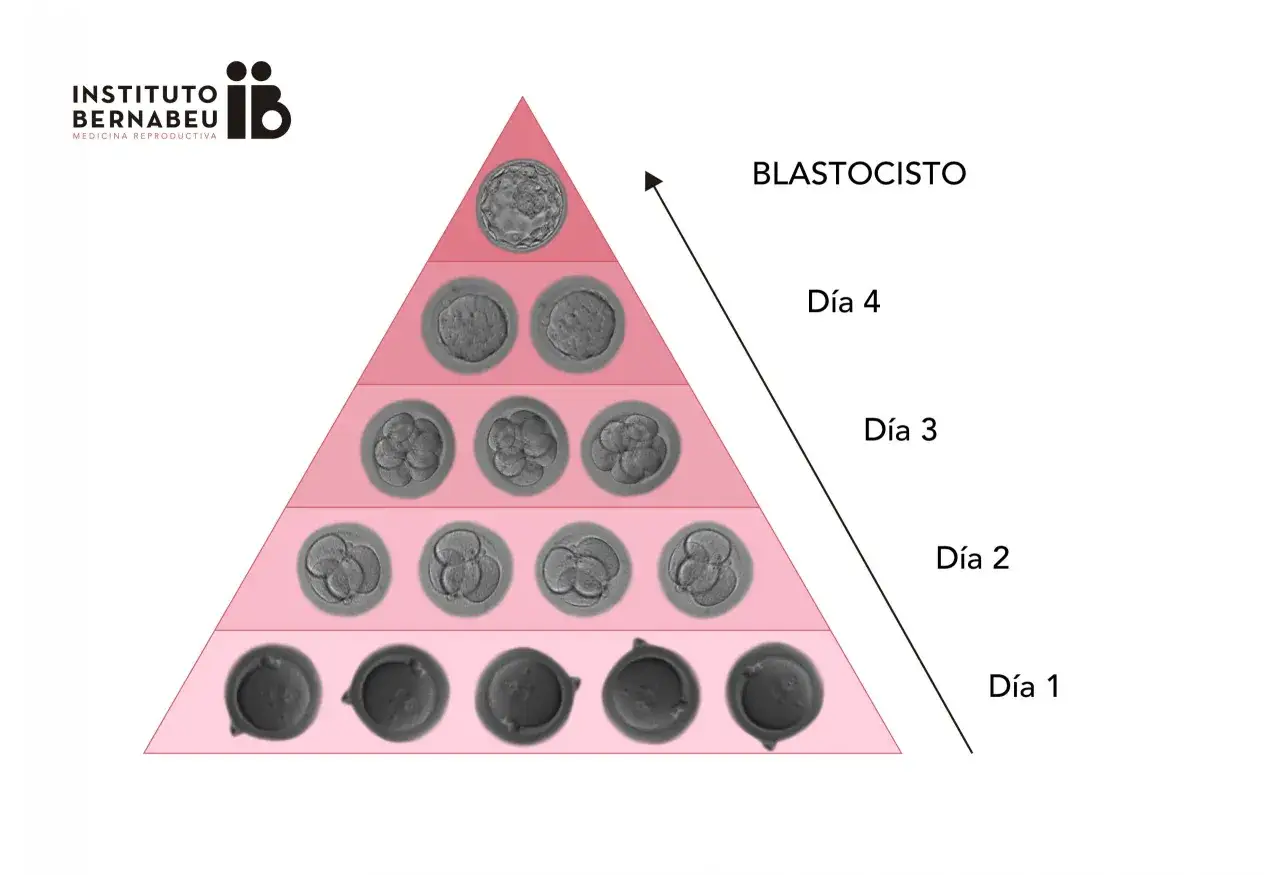Pir&aacute;mide de desarrollo embrionario: d&iacute;a 1 (&oacute;vulo), d&iacute;a 2 (2-4 c&eacute;lulas), d&iacute;a 3 (8 c&eacute;lulas), d&iacute;a 4 (m&oacute;rula) y blastocisto. Indica el porcentaje de embarazo de embriones tipo A.
