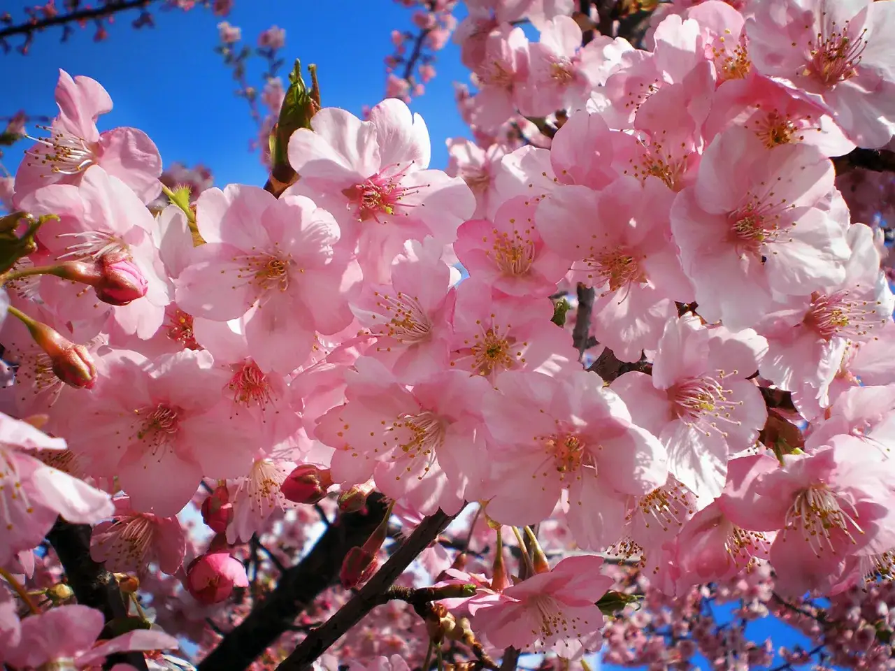 Flores de cerezo rosadas, un símbolo de la belleza efímera y el renacimiento. Su delicado significado florece bajo el cielo azul.