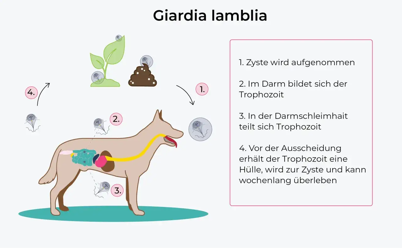 Schema zeigt den Lebenszyklus von Giardien bei einem Hund: Zystenaufnahme, Vermehrung im Darm und Ausscheidung.