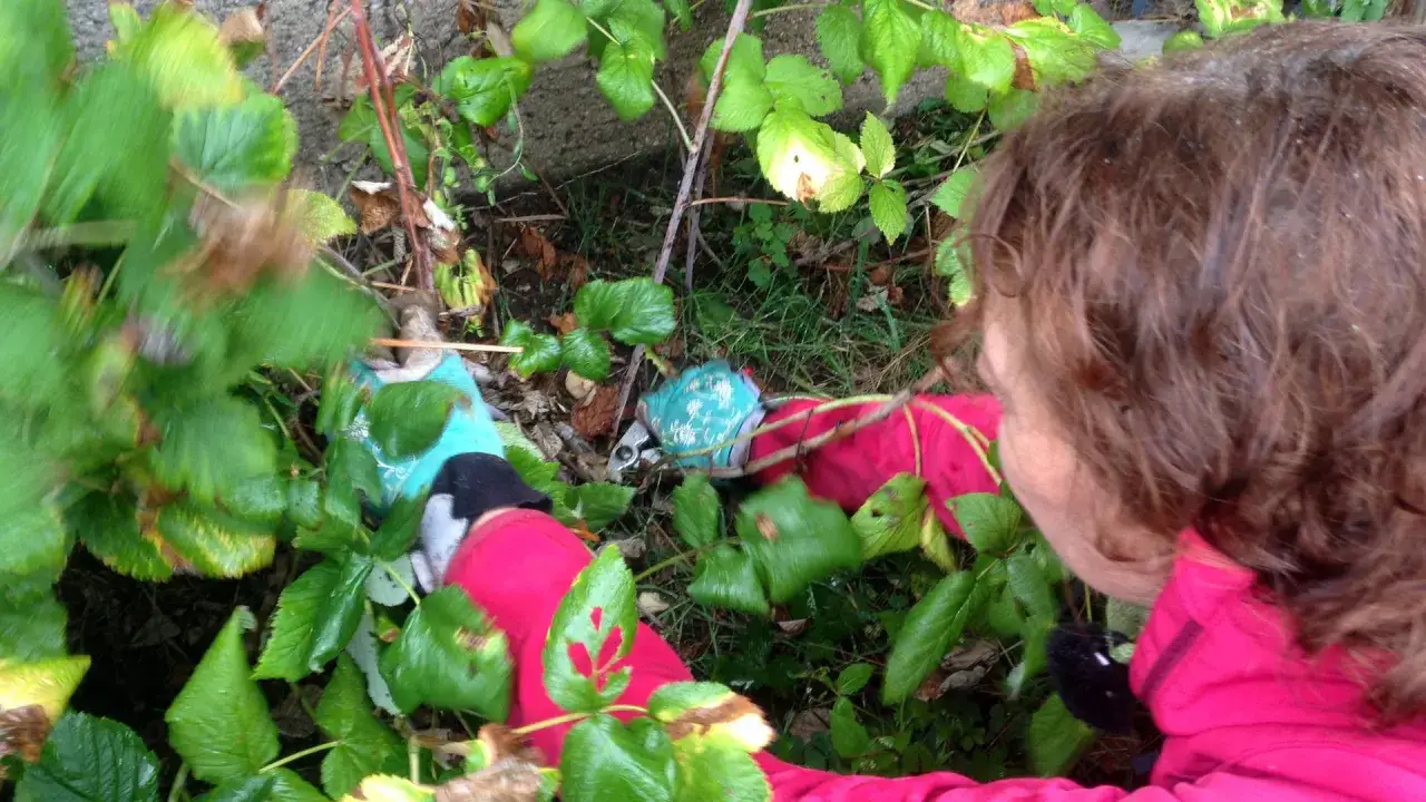 Person mit Gartenhandschuhen schneidet Himbeerstr&auml;ucher.