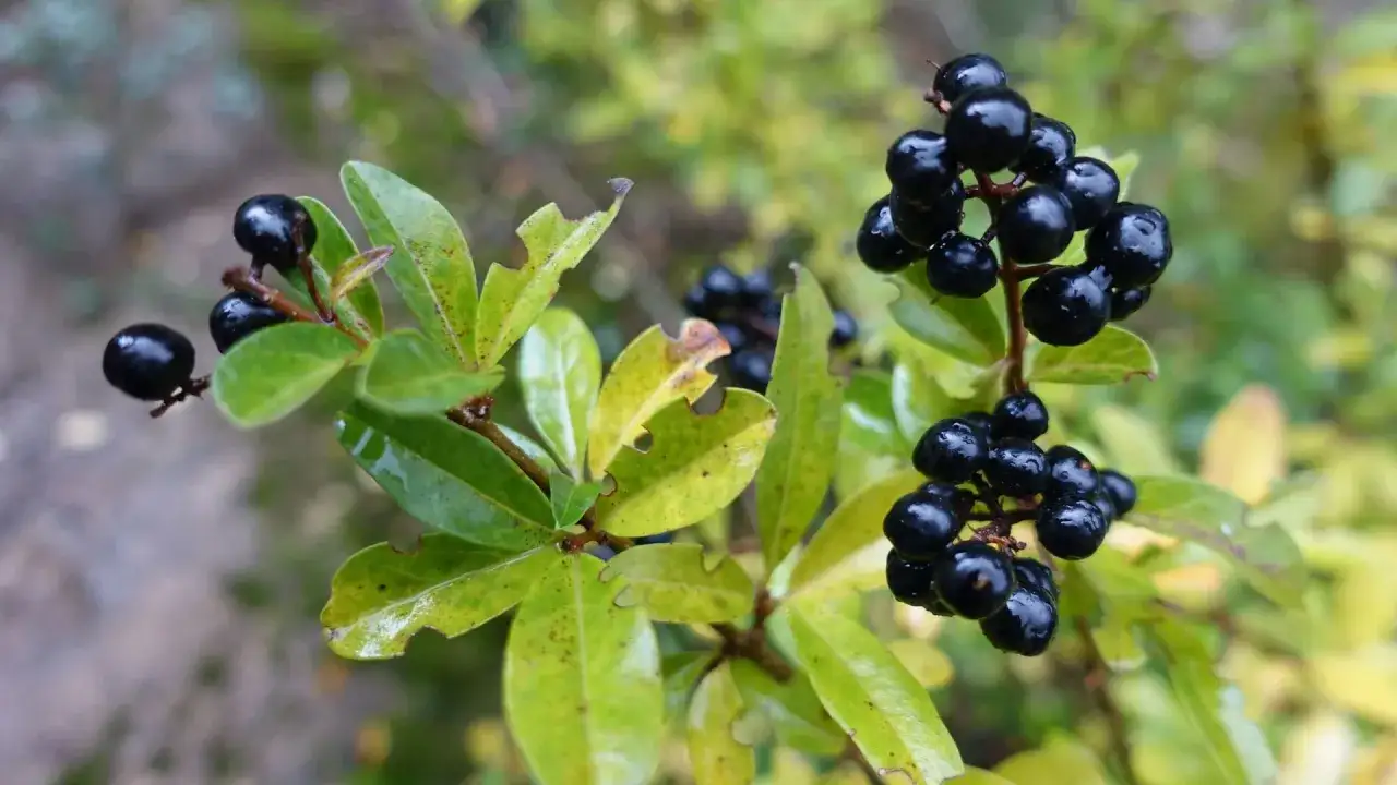 Glänzende schwarze Beeren am Liguster, die giftig sind. Die Blätter sind grün und gelblich, teils mit Fraßspuren.