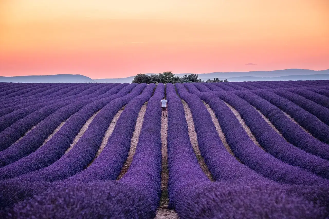 Un homme marche au milieu des champs de lavande du plateau de Valensole, sous un ciel rose et orangé.
