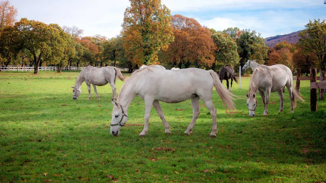 Wei&szlig;e Lipizzaner grasen friedlich auf einer gr&uuml;nen Weide in Slowenien, umgeben von bunten Herbstb&auml;umen.