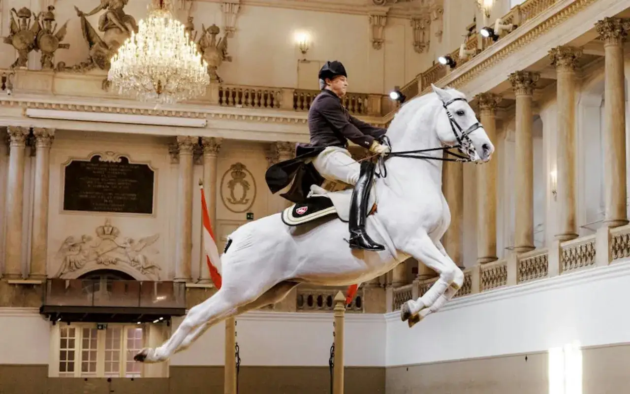 Elegancki koń lipicański w skoku, dosiadany przez jeźdźca w historycznym stroju, na tle wiedeńskiej Hiszpańskiej Szkoły Jazdy.