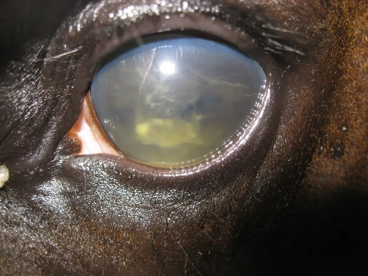 &OElig;il de cheval atteint de **leptospirose**, pr&eacute;sentant une opacit&eacute; et une coloration verd&acirc;tre de la corn&eacute;e, signe d'une inflammation s&eacute;v&egrave;re.