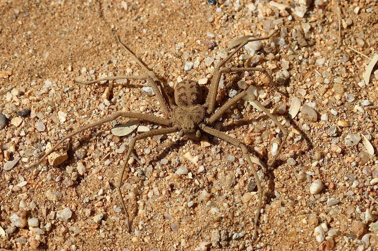 Une araign&eacute;e de sable, camoufl&eacute;e sur le sol, attend patiemment sa proie.