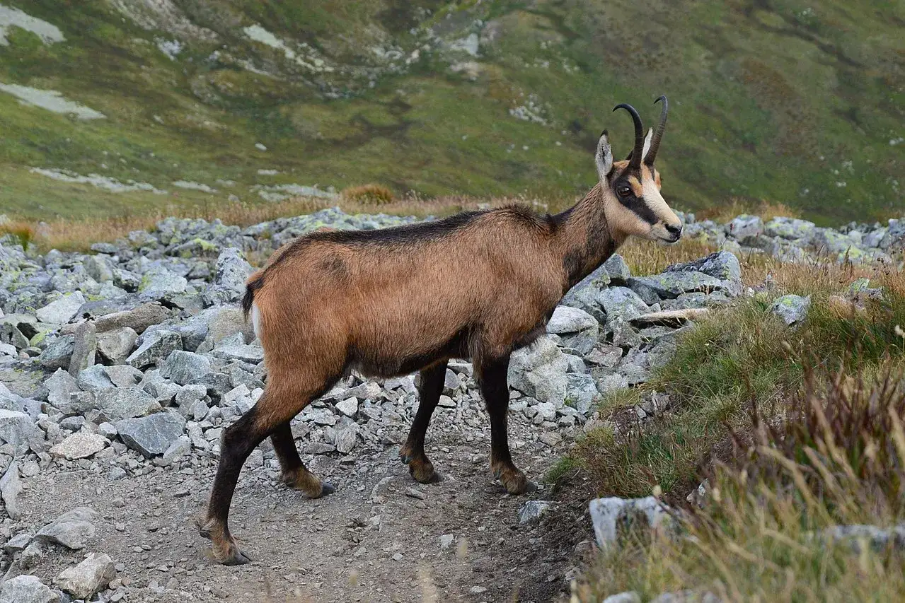 Kozice Tatry Słowackie ochrona przyrody