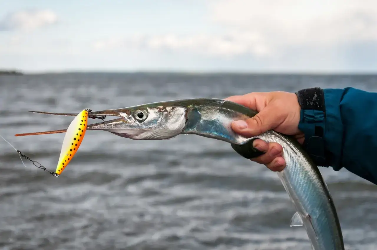 Ein Angler h&auml;lt einen Hornhecht, der einen bunten K&ouml;der im Maul hat. Ein typischer Fang im Mittelmeer.