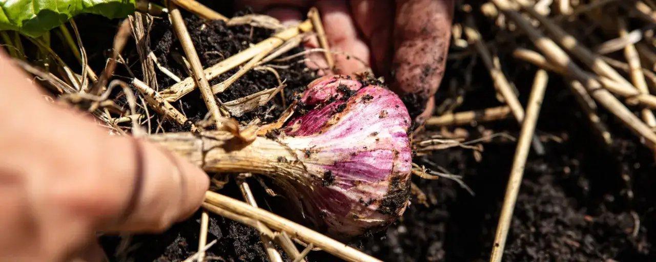 Main d'un jardinier d&eacute;terrant une belle t&ecirc;te d'ail violette, pr&ecirc;te pour la r&eacute;colte.