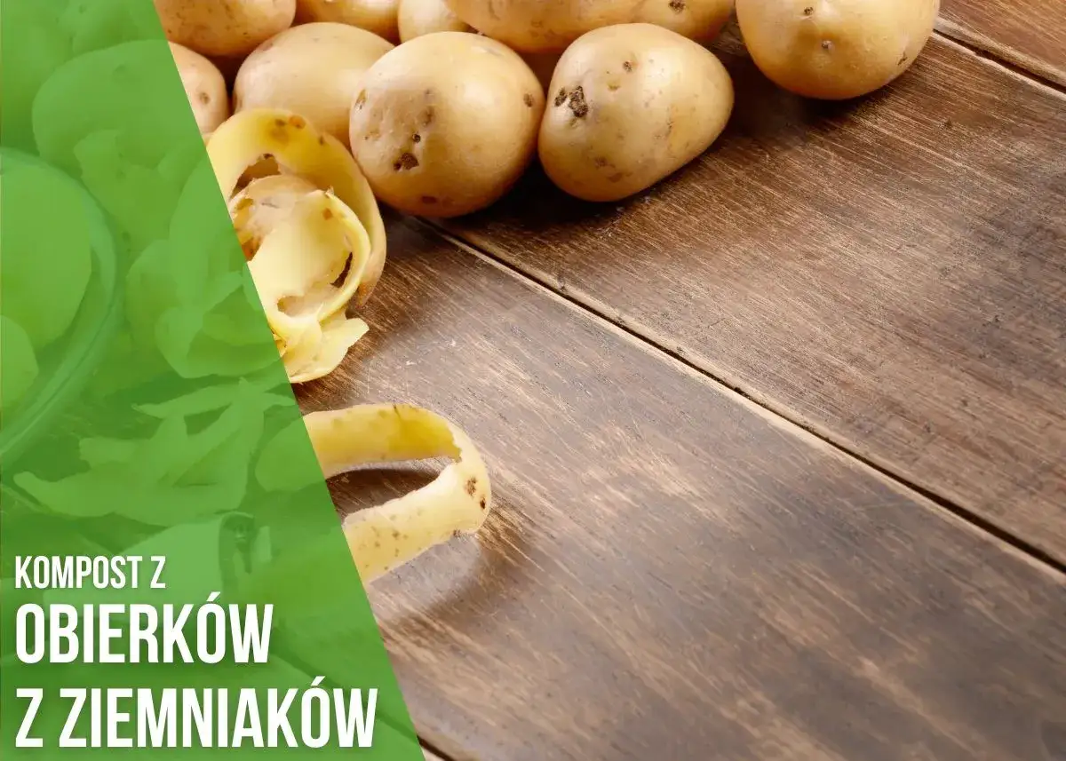 Obierki z ziemniak&oacute;w, kt&oacute;re mogą stać się cennym nawozem, leżą obok świeżych ziemniak&oacute;w na drewnianym blacie.