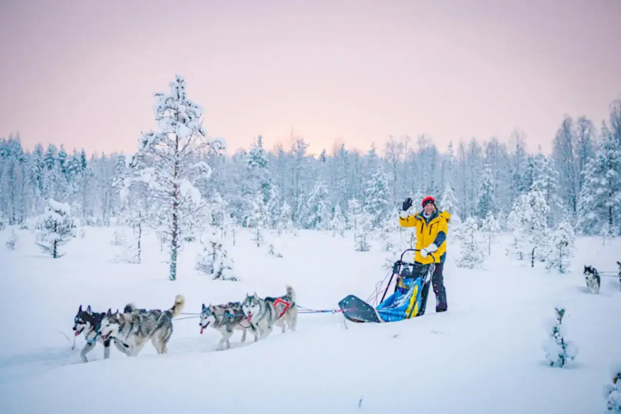 Un uomo in slitta trainata da cani husky saluta, in un paesaggio innevato. Un'esperienza da fare se cerchi dove andare in Lapponia.