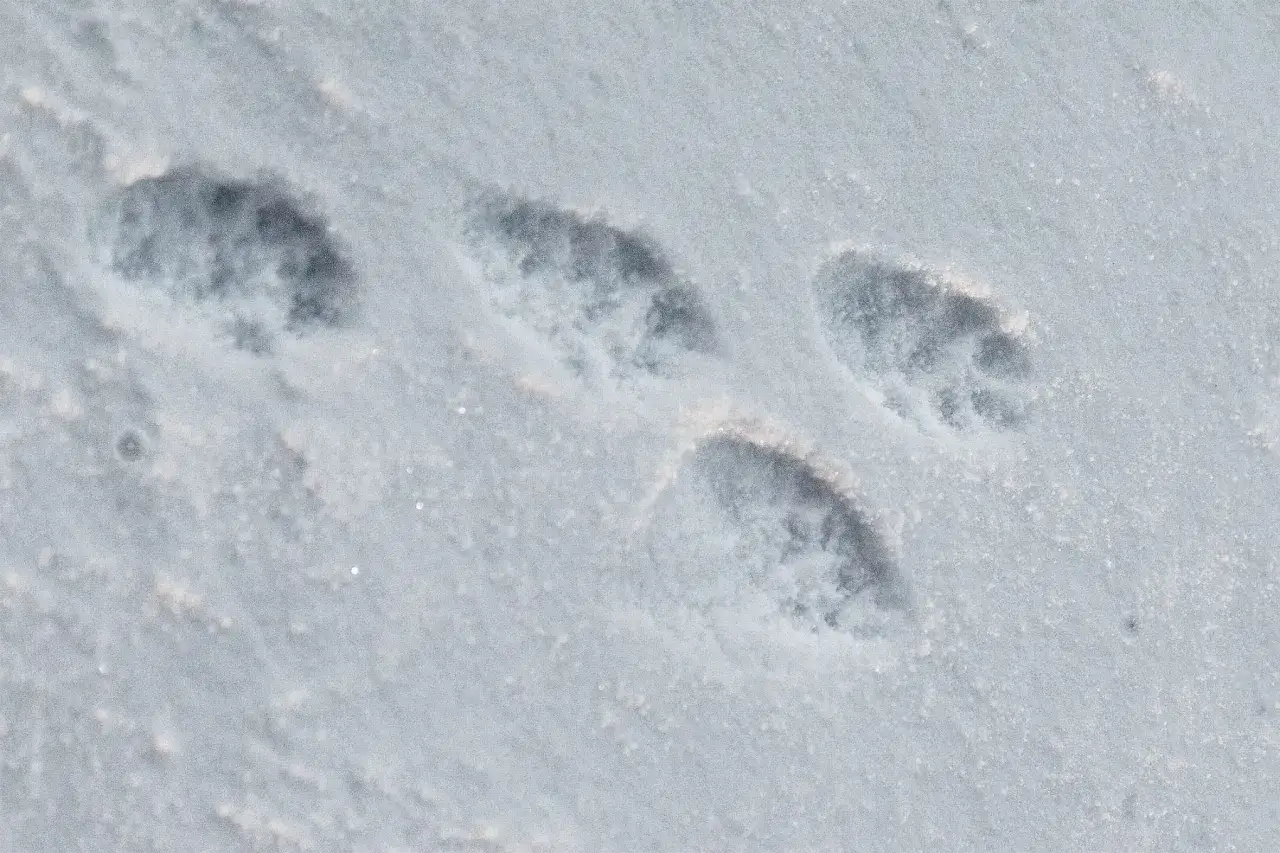 Traces de pattes dans la neige, une empreinte martre se distingue par sa forme caract&eacute;ristique.