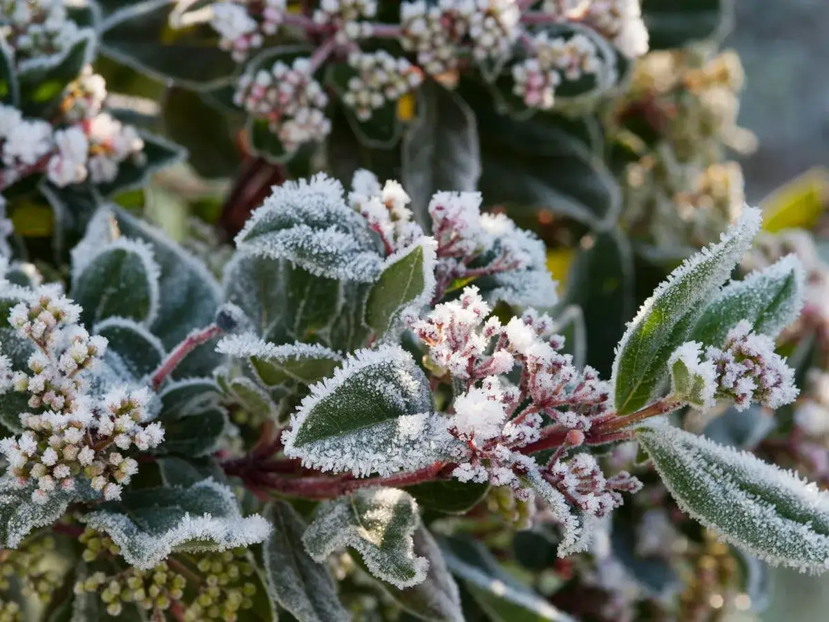 Eisbedeckte Blüten und Blätter des Viburnum tinus, der giftig ist. Ein Hauch von Winter auf der Pflanze.