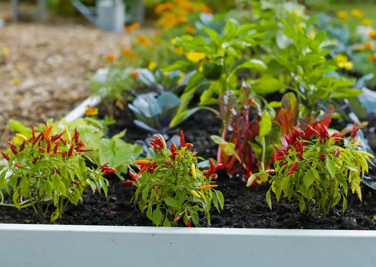 Kleine, reife Paprika pflanzen in einem Hochbeet, mit roten und gelben Chilis. Im Hintergrund wachsen Kohl und bunte Mangold.