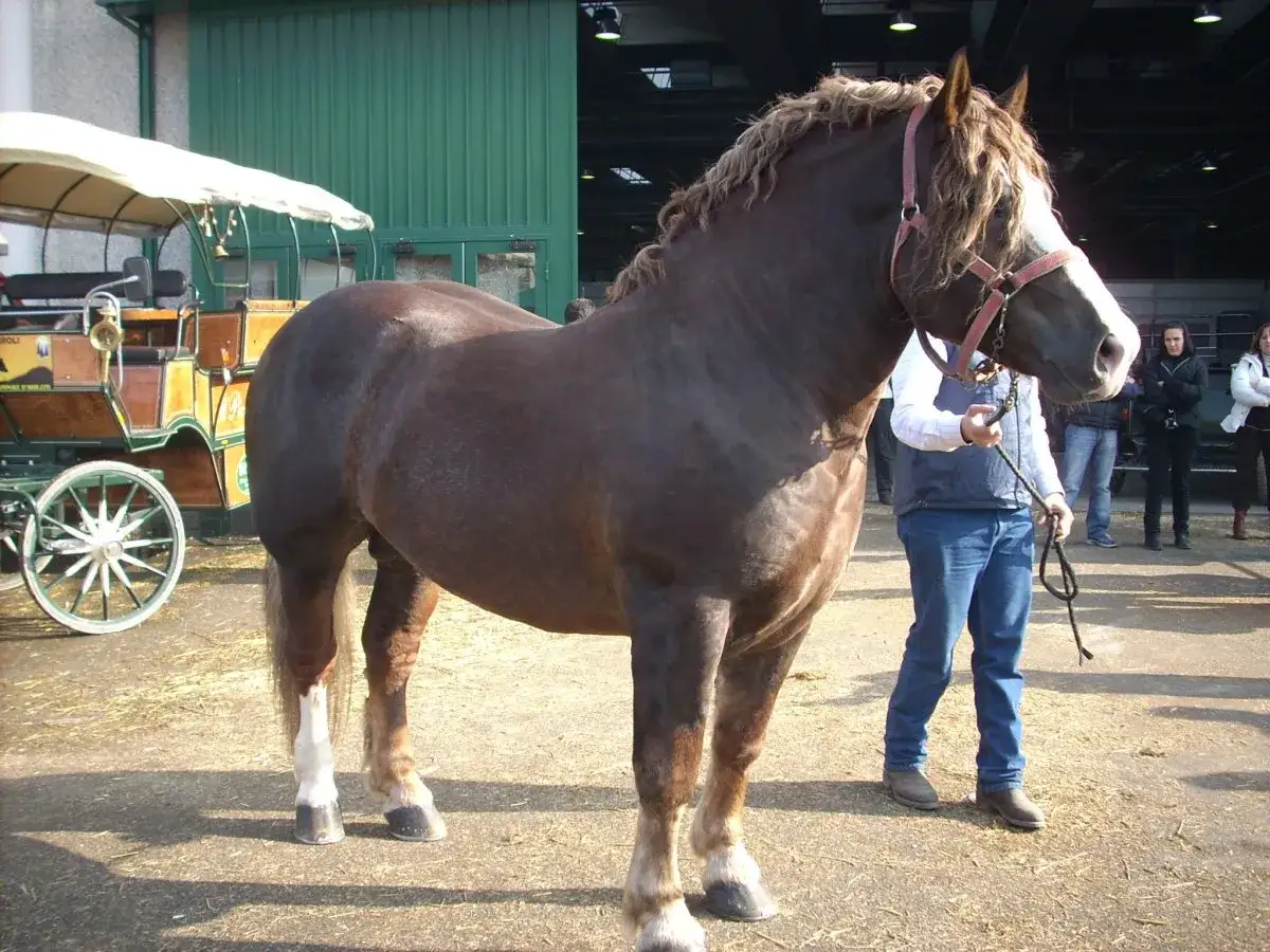 Cavallo da macello di razza pesante, con finimenti rossi, vicino a una carrozza.