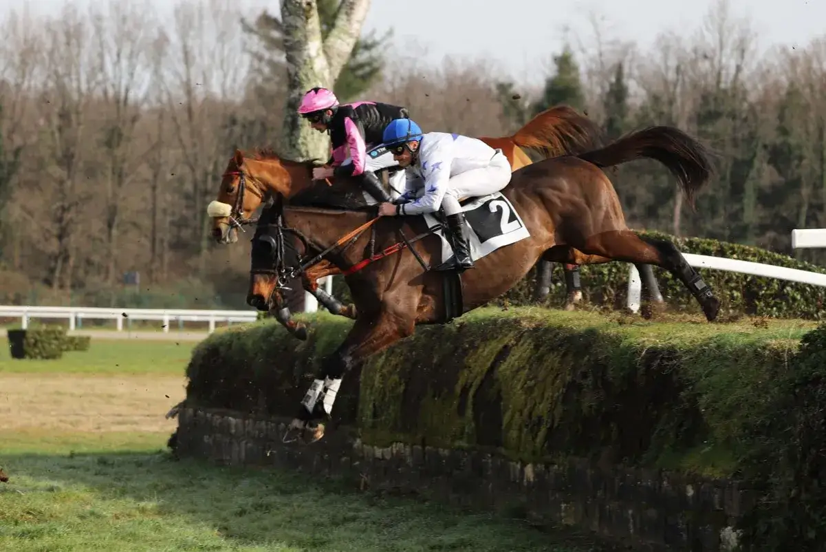 Course d'obstacles : un cheval anglo arabe et son jockey sautent une haie, suivi de près par un autre concurrent.