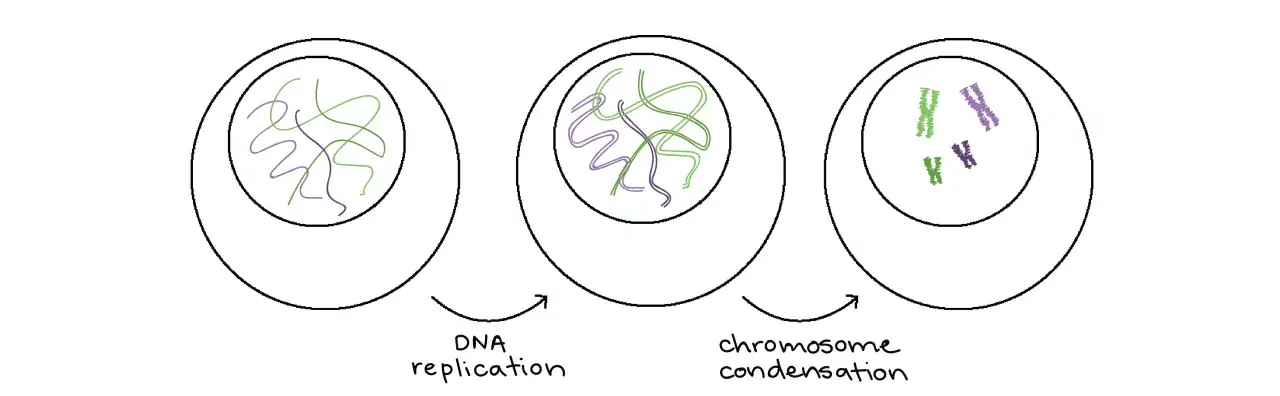 Ilustración muestra la diferencia entre gen y cromosoma: el ADN se replica y se condensa en estructuras visibles.