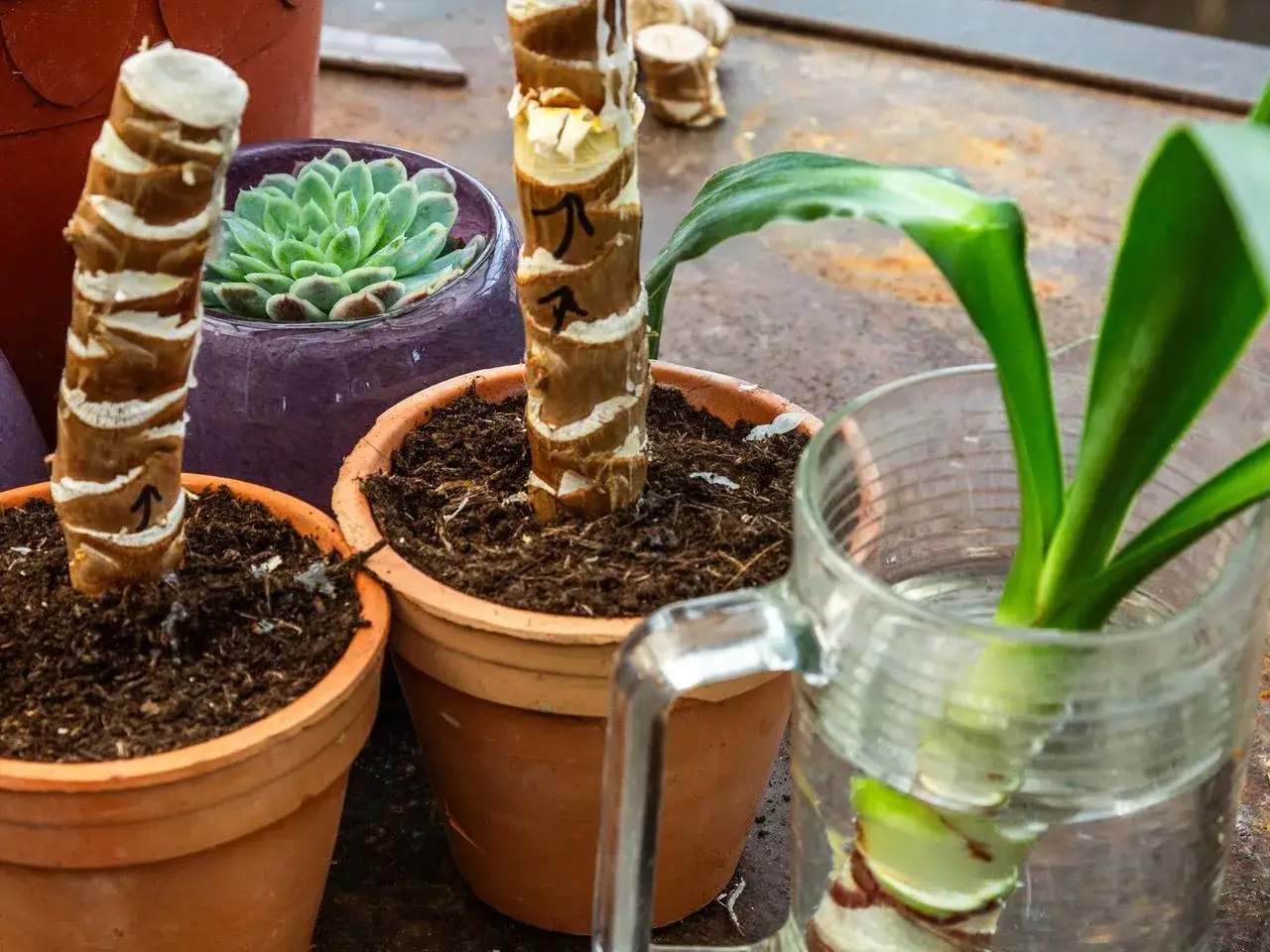 Yucca palme schneiden: St&auml;mme in T&ouml;pfen und ein Ableger in Wasser.