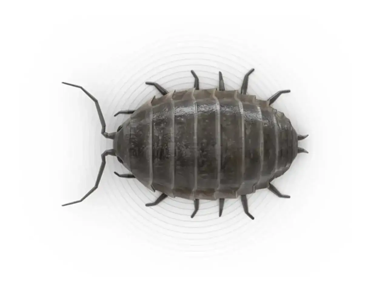 Un cochinilla, también conocido como bichos de humedad, con su caparazón segmentado y múltiples patas, se muestra en un fondo blanco con círculos concéntricos.
