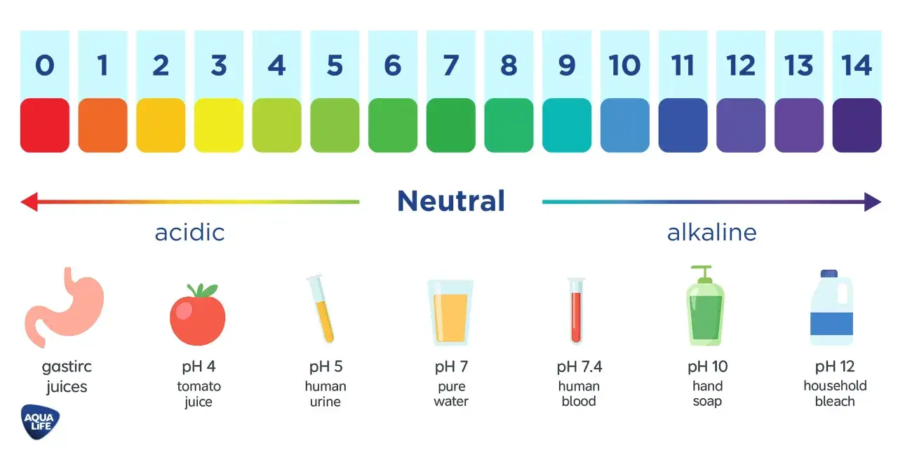 Échelle de pH montrant des exemples de substances acides, neutres et alcalines. Quesque le pH ? De l'acide gastrique au bleach, tout est là.