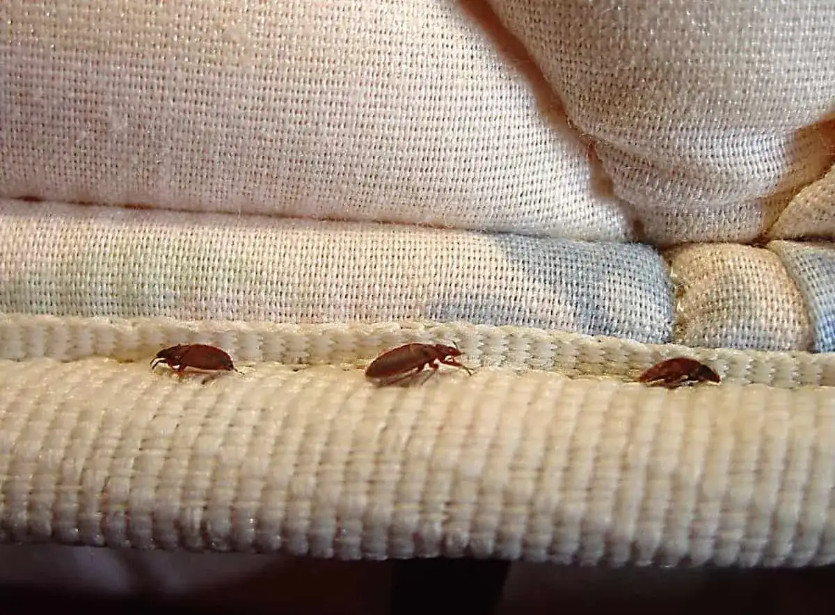 Tres pequeños bichos marrones caminan sobre la costura de un colchón blanco.