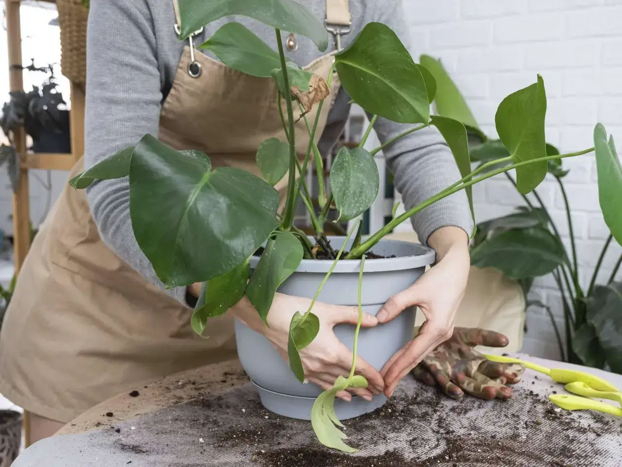 Hände formen ein Herz um eine Monstera, bereit zum monstera umtopfen. Gartengeräte und Erde liegen daneben.