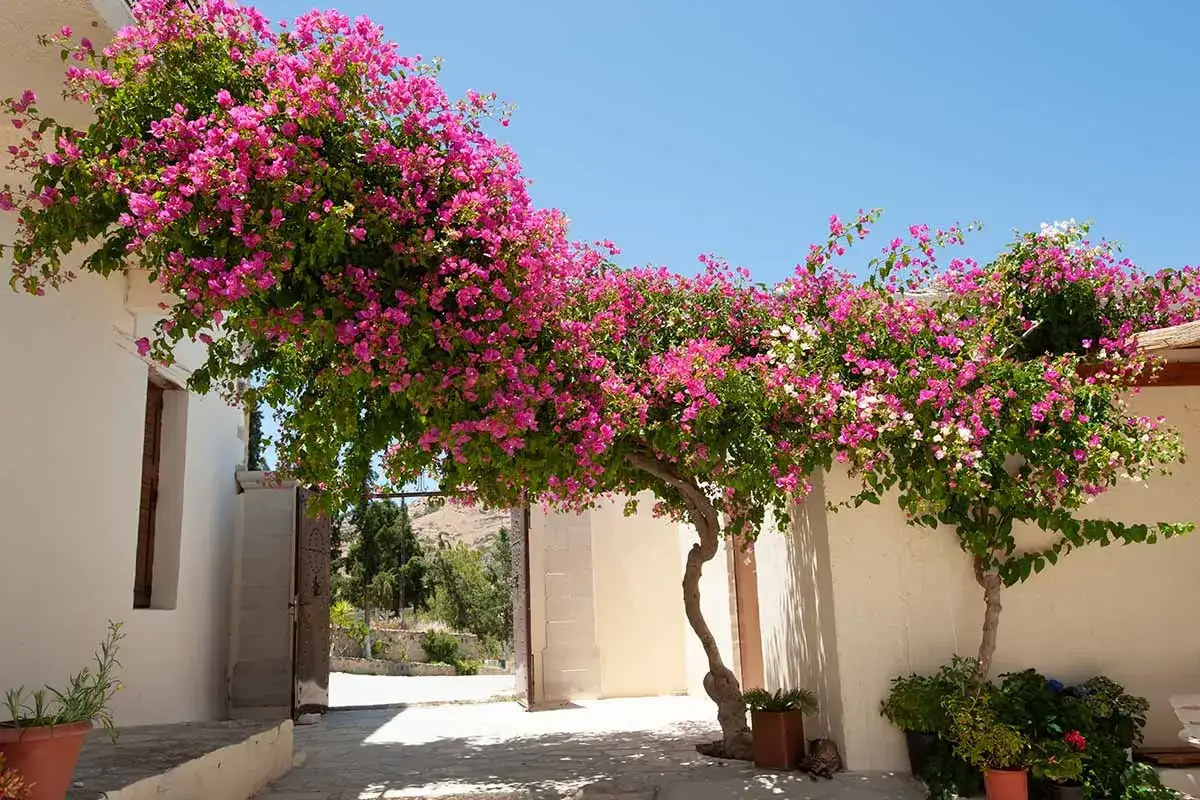 Buganvilla exuberante y vibrante, con cuidados adecuados, crea un arco floral sobre un patio soleado.